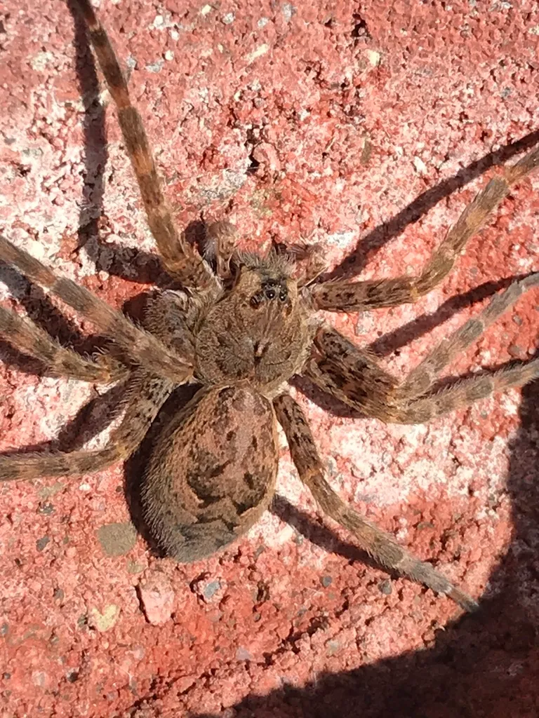 Dark fishing spider with chevron markings on its abdomen