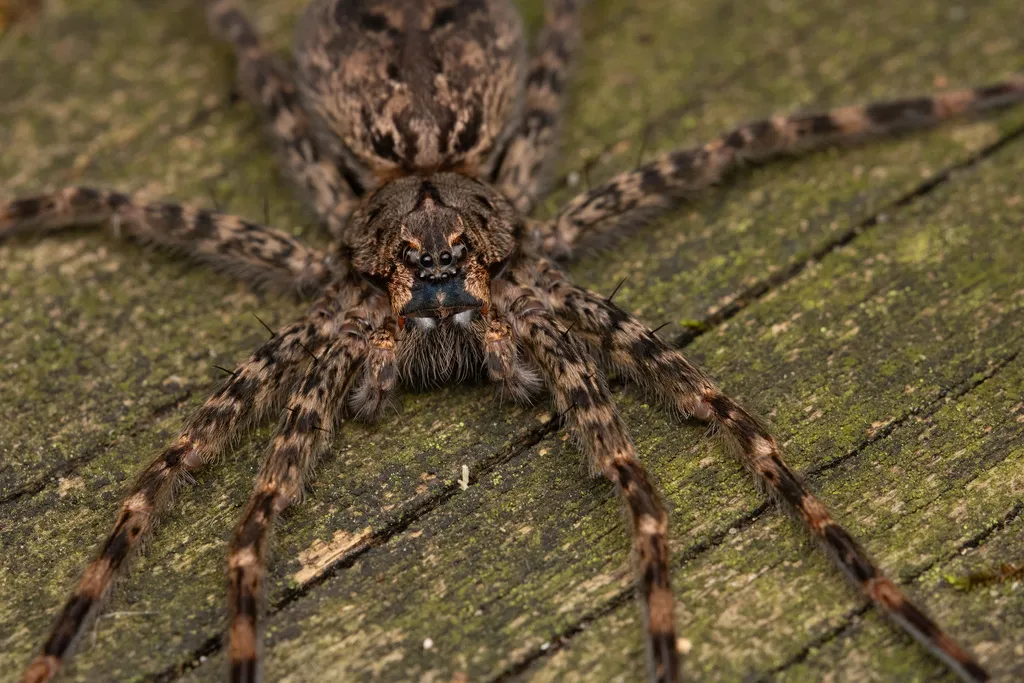 Dark fishing spider resting on weathered wood