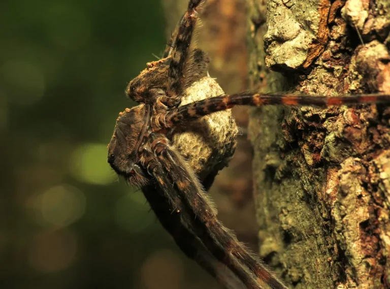 Female dark fishing spider holding a round egg sac in her jaws on a tree trunk