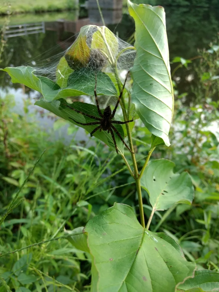 Striped fishing spider guarding a tent-like nursery web on a plant