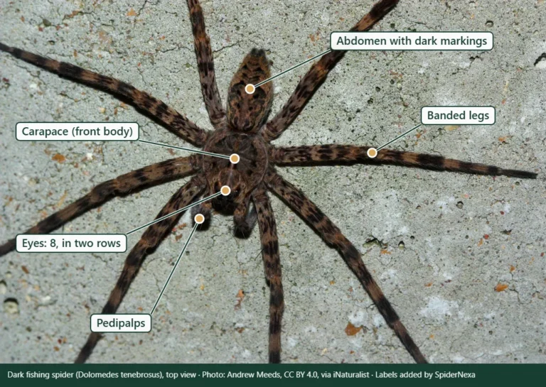 Labeled dark fishing spider showing the abdomen, carapace, eyes, pedipalps and banded legs