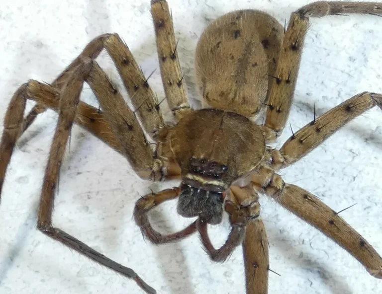 Brown huntsman spider with long legs on a light surface