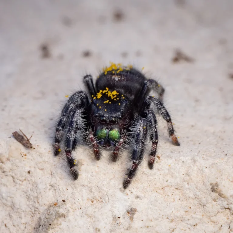 Black bold jumping spider with orange spots and iridescent chelicerae