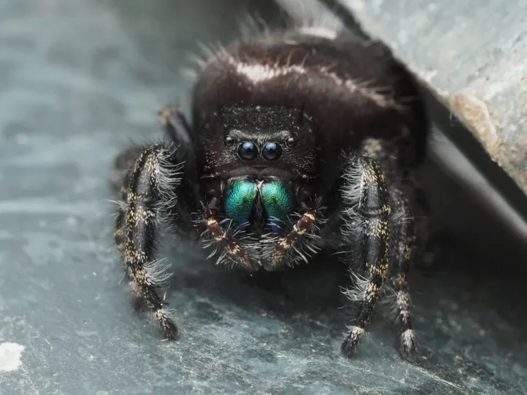 Bold jumping spider with green-blue mouthparts on a stone surface