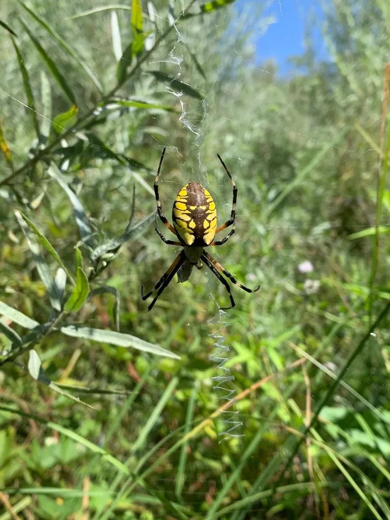 Yellow garden spider in its web among green plants
