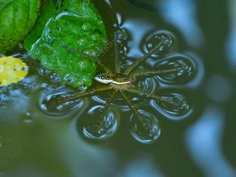 Six-spotted fishing spider resting on the water surface, its legs making small dimples