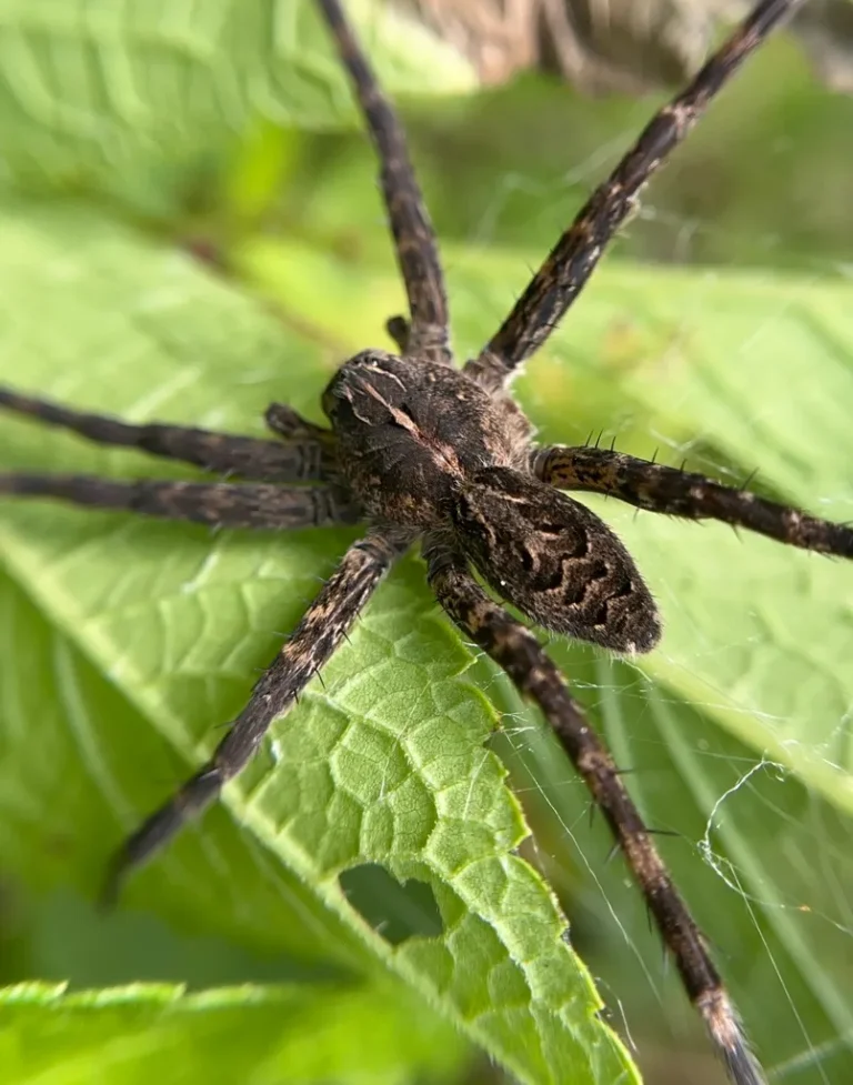 Striped fishing spider on a green leaf showing white W-shaped abdominal marks