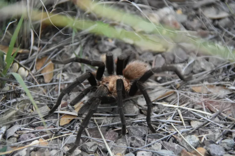 Texas brown tarantula walking through dry grass