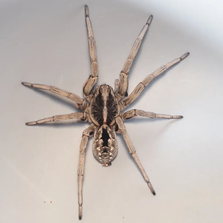 Top view of a Carolina wolf spider showing its body markings