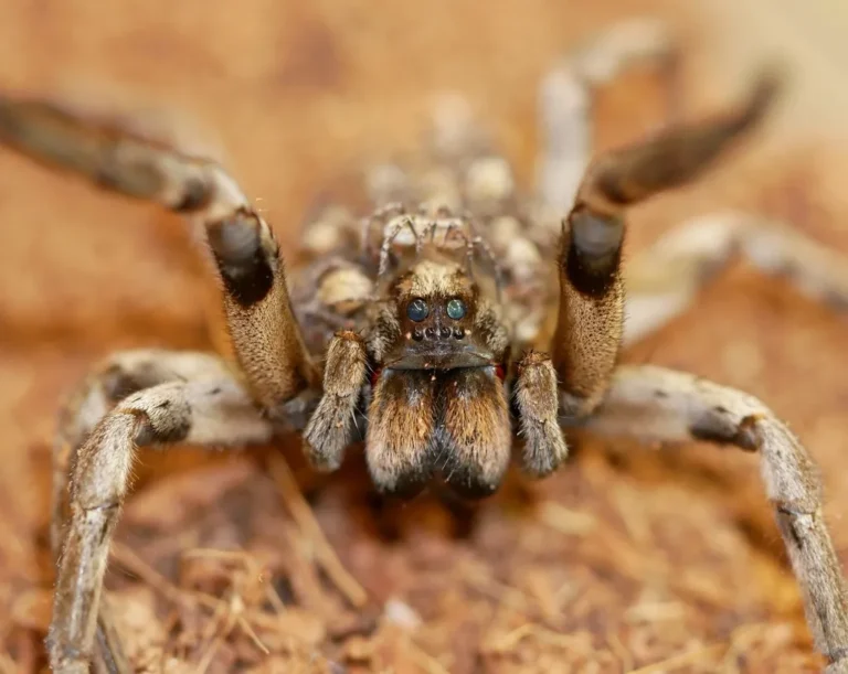 Carolina wolf spider resting on brown leaf litter
